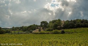 Domaine Le Clos Des Cazaux wijngaard